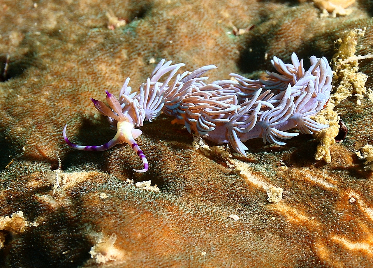 Raja Ampat 2016 - Pteraeolidia ianthina - Blue Dragon - Dragon bleu - IMG_5016_rc.jpg